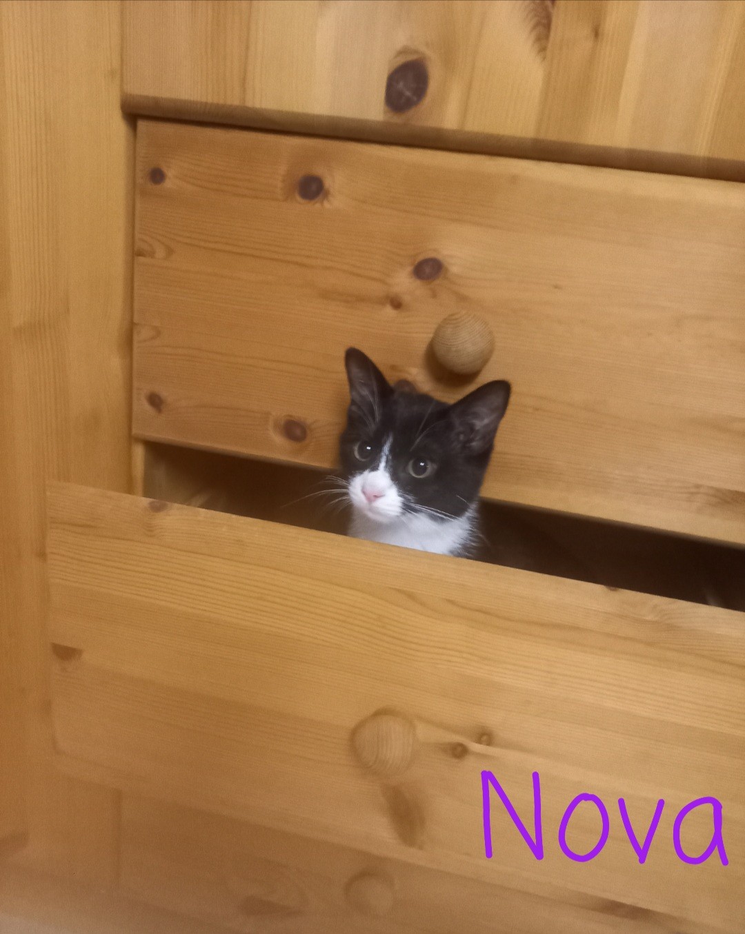Nova, Thanas, Neo und Nebula (vermittelt) | Tierhilfe Rhein-Hunsrück