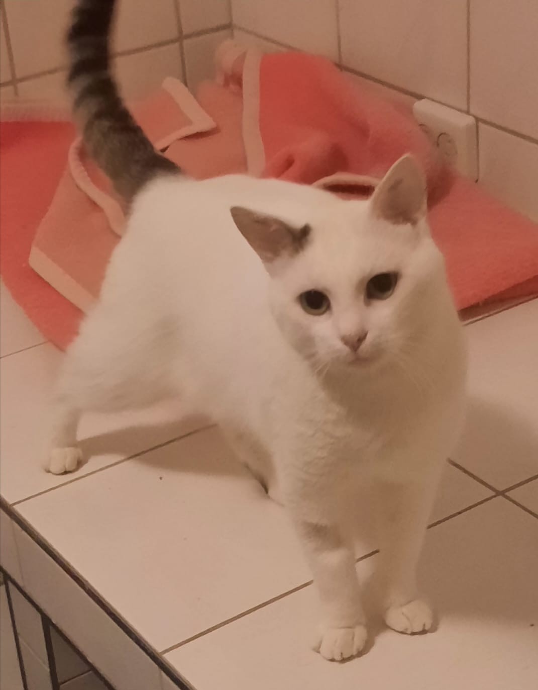 Pardoes, geb. 2020 (vermittelt) Tierhilfe RheinHunsrück