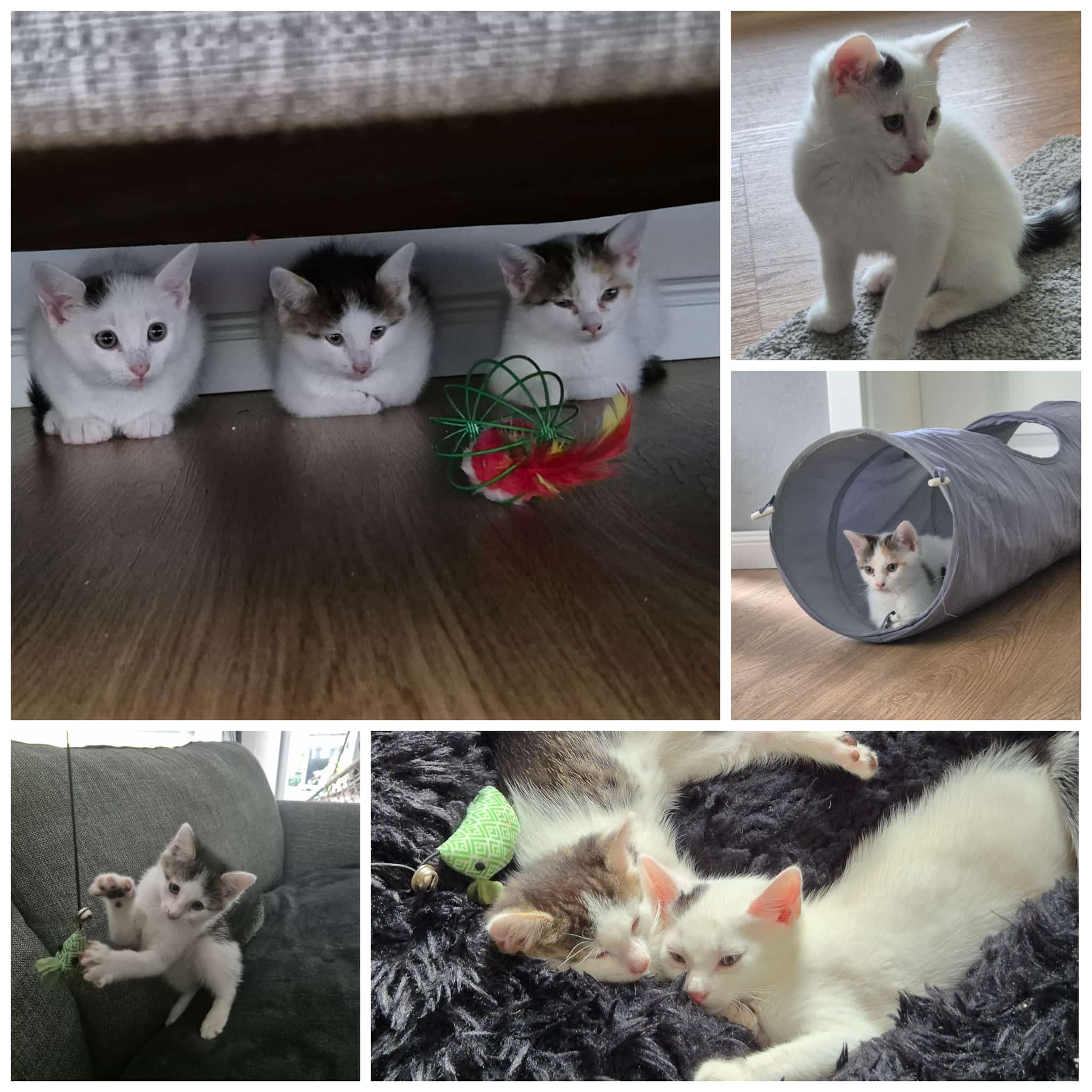 Thumba, Riley und Rosalie, geb. ca. Mitte April 2024 (vermittelt ...